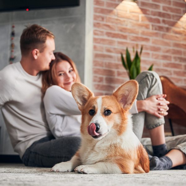 Adorable Corgi lying on the floor and looking to the camera. Happy family - man and woman resting with dog on carpet. Concept of leisure.